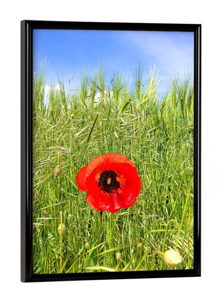Poster mit schwarzem Rahmen "Pusteblume im Sommer" artboxONE - Natur,Floral