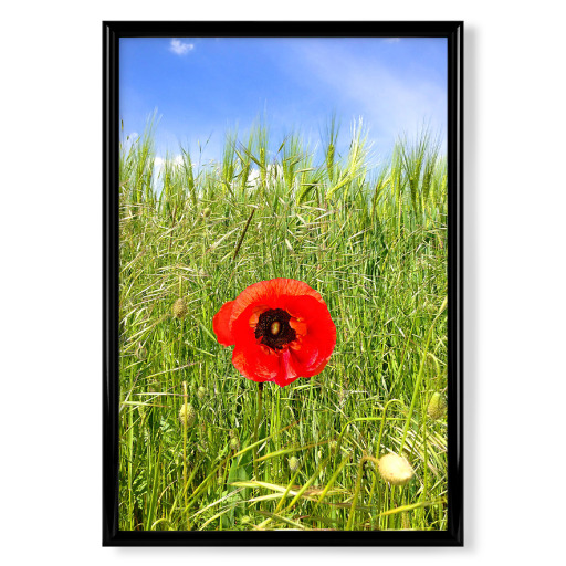 Pusteblume im Sommer