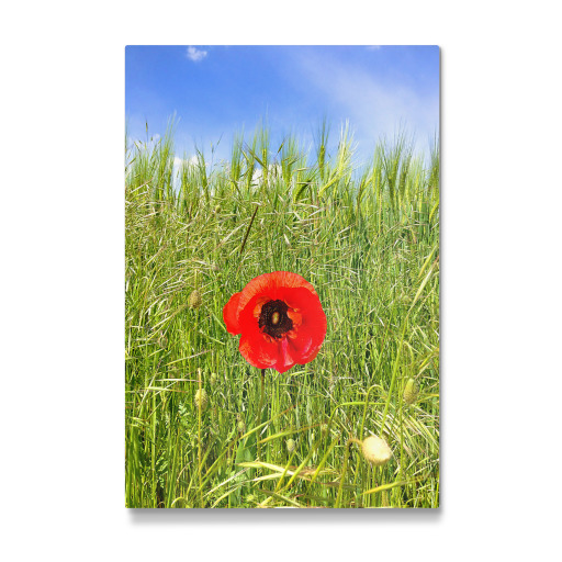 Pusteblume im Sommer