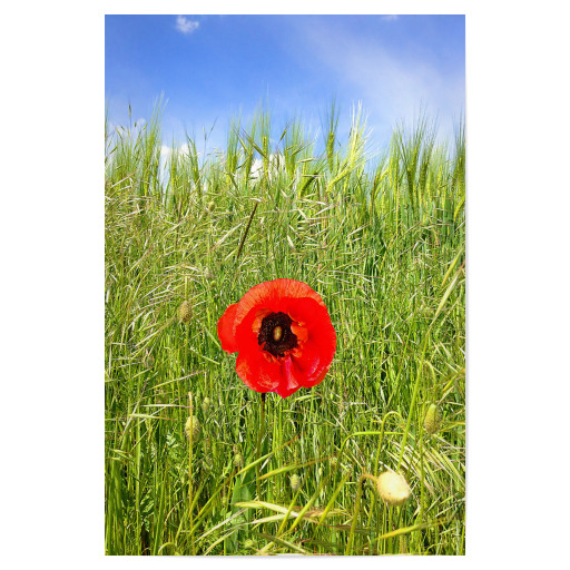 Pusteblume im Sommer