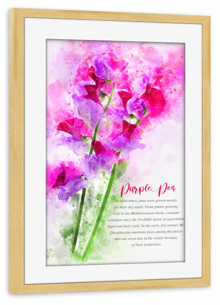 Poster mit Rahmen kiefer "Purple Pea" artboxONE - Natur,Floral