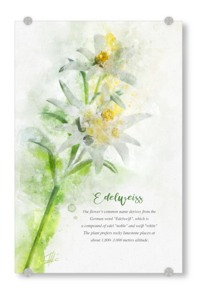 Acrylglasbild "Edelweiss" artboxONE - Natur,Floral
