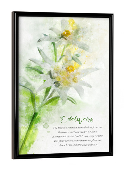 Poster mit schwarzem Rahmen "Edelweiss" artboxONE - Natur,Floral