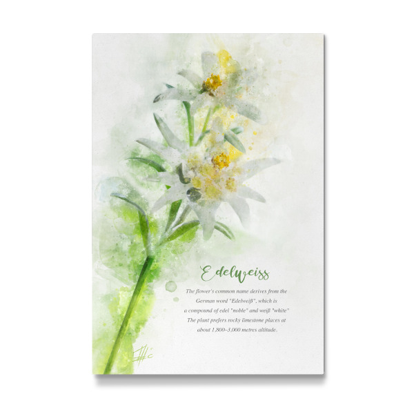 Galerie-Print "Edelweiss" 30x20 cm artboxONE