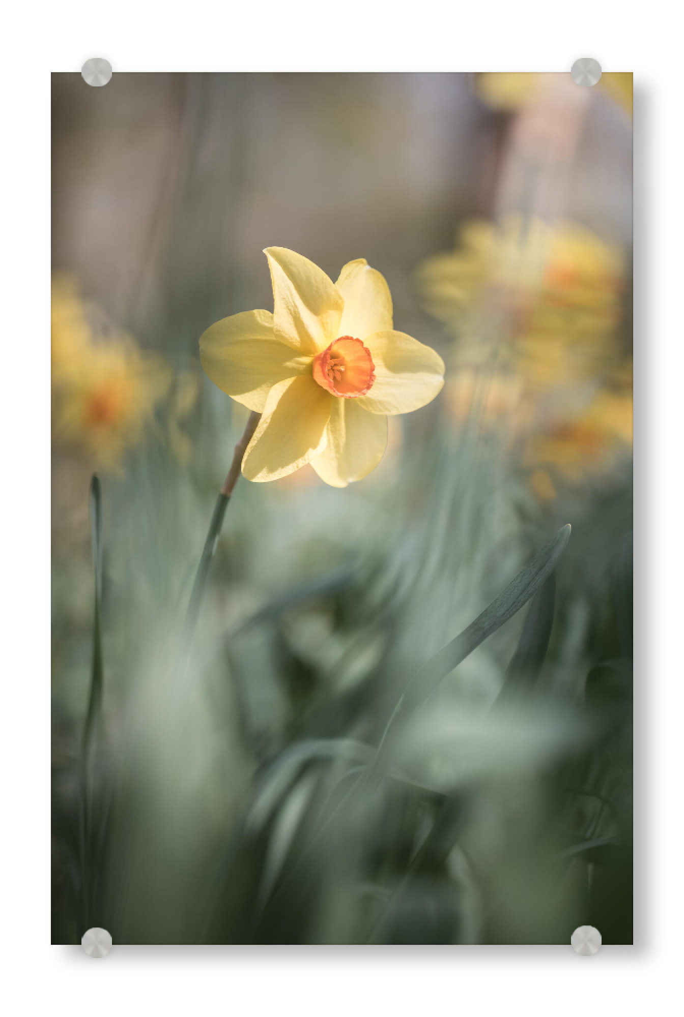 Acrylglasbild "Gelbe Narzisse" artboxONE - Natur,Floral
