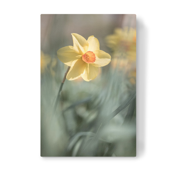 Leinwandbild "Gelbe Narzisse" artboxONE - Natur,Floral
