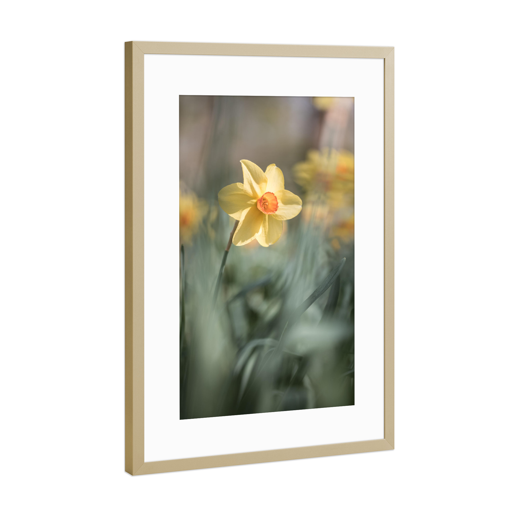 Poster mit Rahmen Gold "Gelbe Narzisse" artboxONE - Natur,Floral