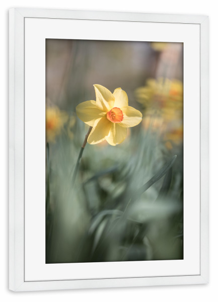 Poster mit Rahmen weiß "Gelbe Narzisse" artboxONE - Natur,Floral
