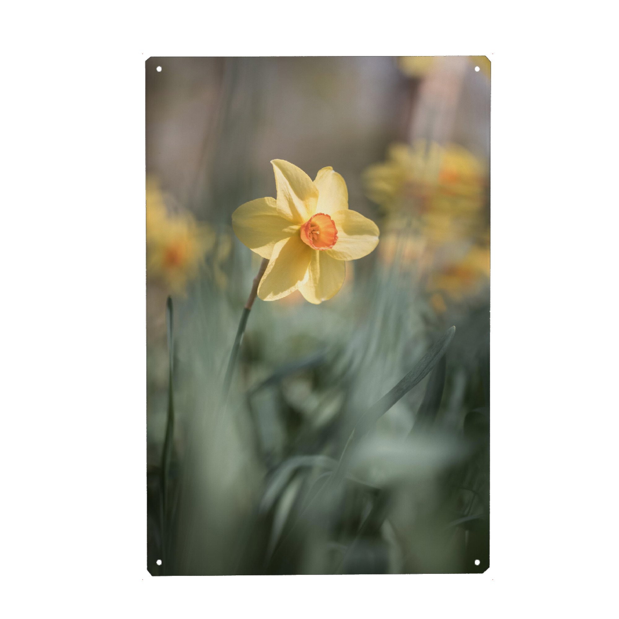 Holzbild "Gelbe Narzisse" artboxONE - Natur,Floral