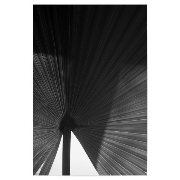 Poster "Palmenblatt schwarz-weiß" artboxONE - Natur,Floral,Abstrakt,Schwarzweiß,Für Mama