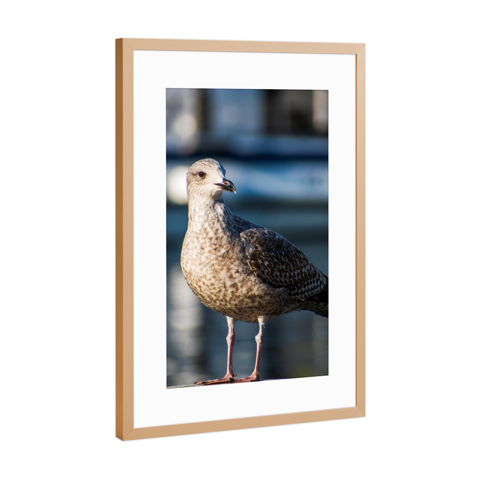 Poster mit Rahmen Kupfer "Möwe auf einer Brüstung" artboxONE - Natur,Tiere,Reise / Strand und Meer