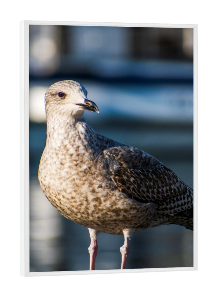 Poster mit weißem Rahmen "Möwe auf einer Brüstung" artboxONE - Natur,Tiere,Reise / Strand und Meer