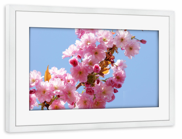 Poster mit Rahmen weiß "Frühling - Kirschblüten" artboxONE - Städte,Städte / Hamburg,Natur,Reise,Reise / Länder