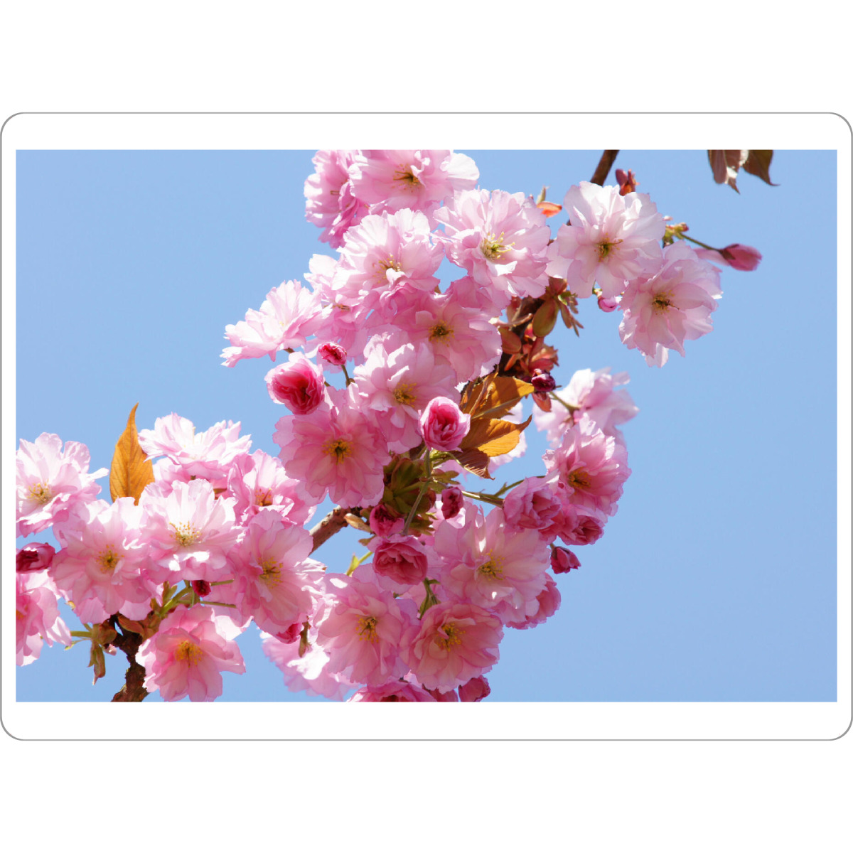 Tischset "Frühling - Kirschblüten" artboxONE - Städte,Städte / Hamburg,Natur,Reise,Reise / Länder