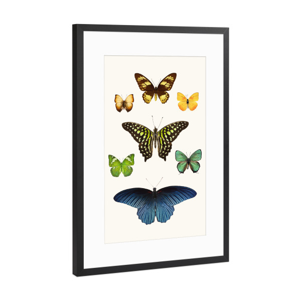 Poster mit Rahmen Schwarz (Metallic) "Sieben exotische Schmetterlinge" artboxONE - Natur,Tiere
