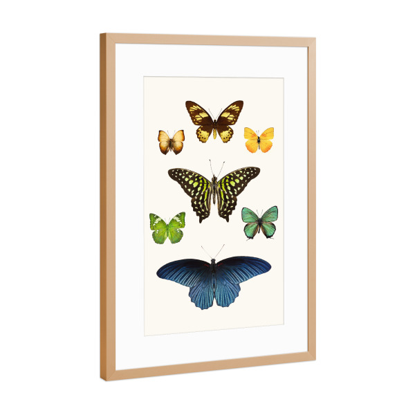 Poster mit Rahmen Kupfer "Sieben exotische Schmetterlinge" artboxONE - Natur,Tiere