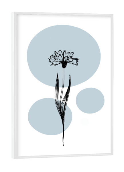 Poster mit weißem Rahmen "Buffiere-Botanicals Kornblume" artboxONE - Natur,Floral