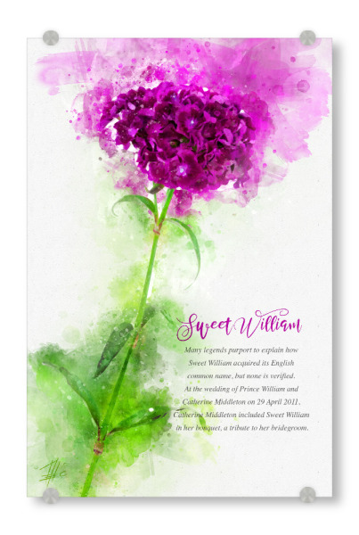 Acrylglasbild "Sweet William" artboxONE - Natur,Floral