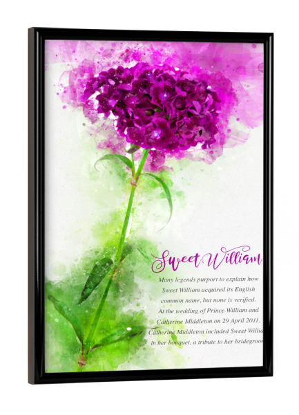 Poster mit schwarzem Rahmen "Sweet William" artboxONE - Natur,Floral