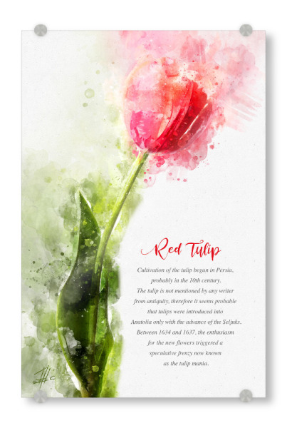 Acrylglasbild "Red Tulip" artboxONE - Natur,Floral