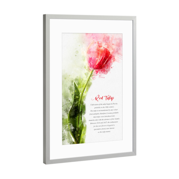 Poster mit Rahmen Silber "Red Tulip" artboxONE - Natur,Floral