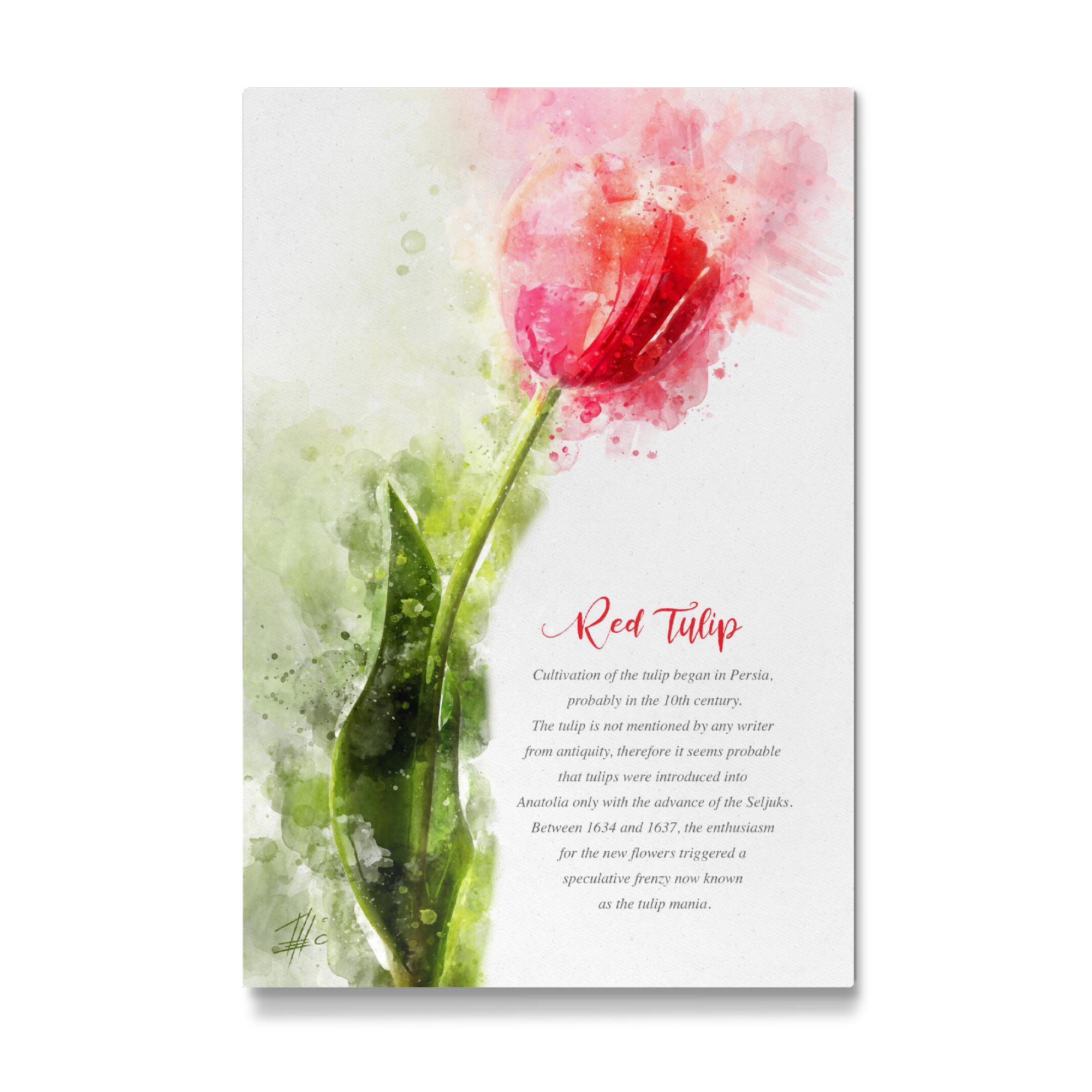 Galerie-Print "Red Tulip" 30x20 cm artboxONE