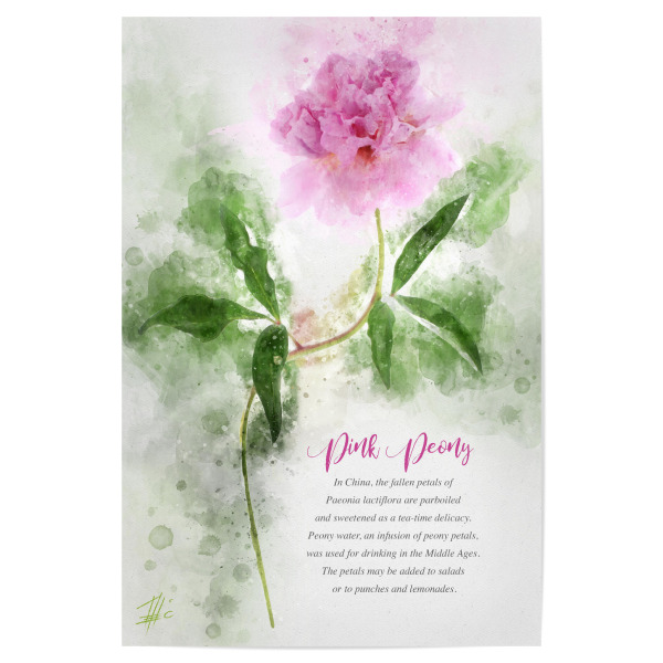 Poster "Pink Peony" artboxONE - Natur,Floral