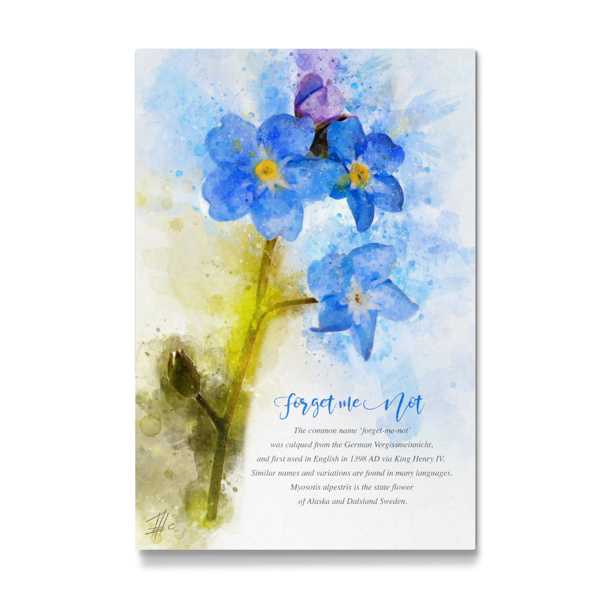 Galerie-Print "Blue Forget me Not" 75x50 cm artboxONE