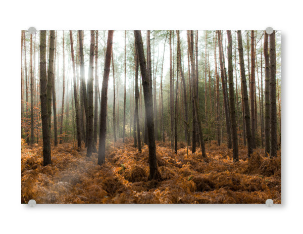 Acrylglasbild "Der Wald und die Bäume" artboxONE - Natur - Bäume,Licht,Sonne,Natur,Landschaft,Trees,Light,Nature,Wald,Forest