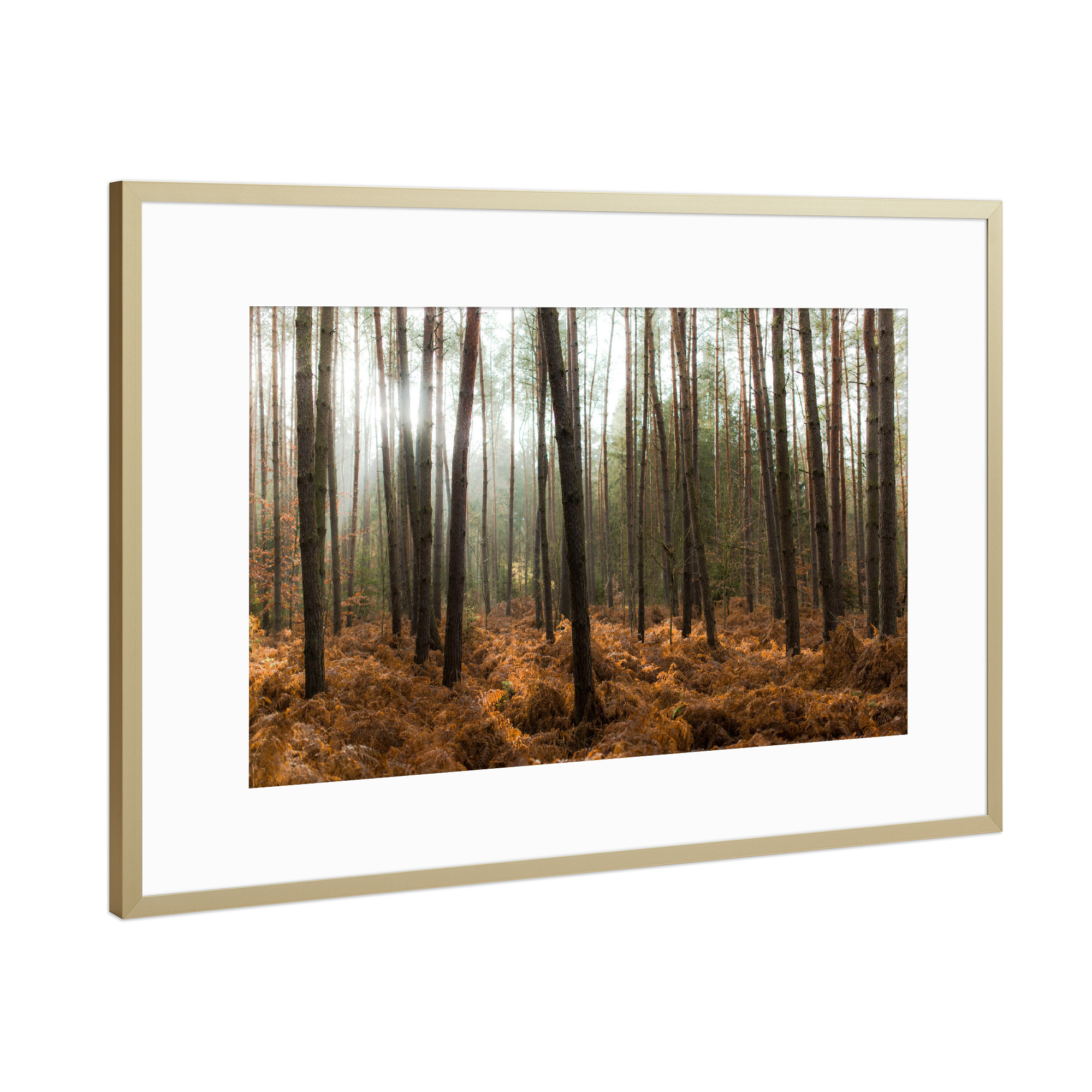 Poster mit Rahmen Gold "Der Wald und die Bäume" artboxONE - Natur - Bäume,Licht,Sonne,Natur,Landschaft,Trees,Light,Nature,Wald,Forest