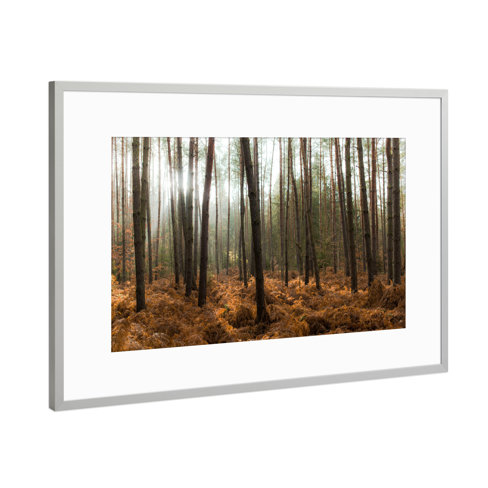 Poster mit Rahmen Silber "Der Wald und die Bäume" artboxONE - Natur - Bäume,Licht,Sonne,Natur,Landschaft,Trees,Light,Nature,Wald,Forest