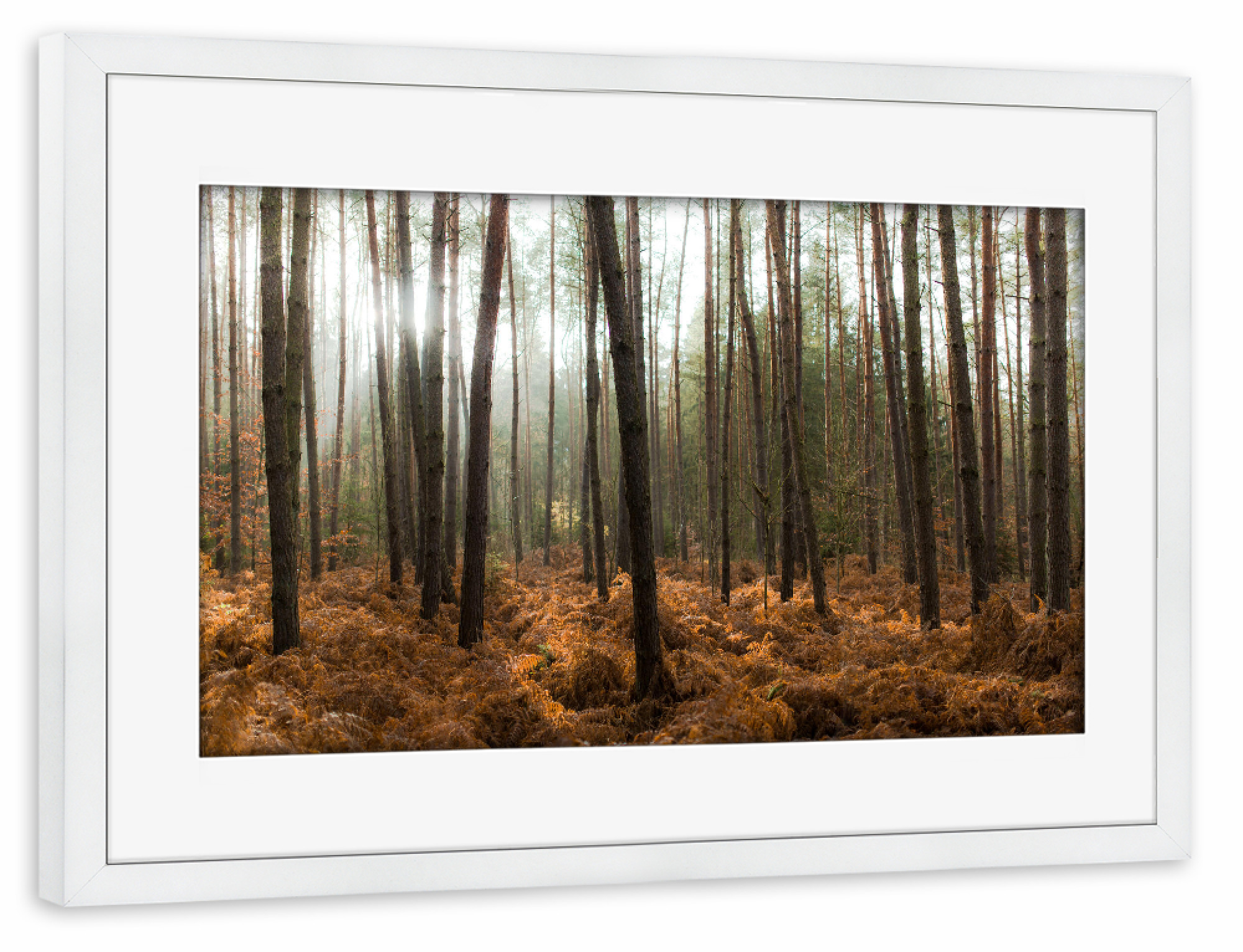Poster mit Rahmen weiß "Der Wald und die Bäume" artboxONE - Natur - Bäume,Licht,Sonne,Natur,Landschaft,Trees,Light,Nature,Wald,Forest