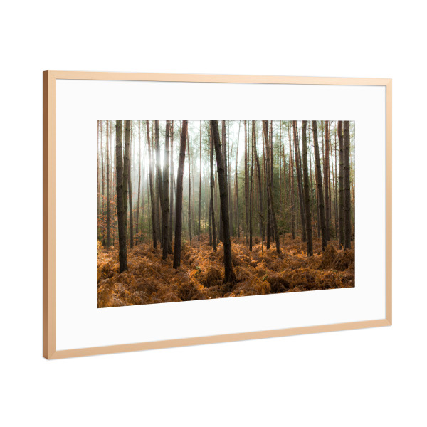 Poster mit Rahmen Kupfer "Der Wald und die Bäume" artboxONE - Natur - Bäume,Licht,Sonne,Natur,Landschaft,Trees,Light,Nature,Wald,Forest