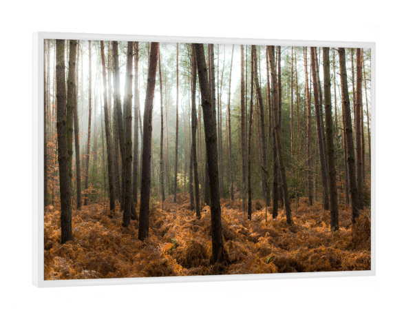 Poster mit weißem Rahmen "Der Wald und die Bäume" artboxONE - Natur - Bäume,Licht,Sonne,Natur,Landschaft,Trees,Light,Nature,Wald,Forest