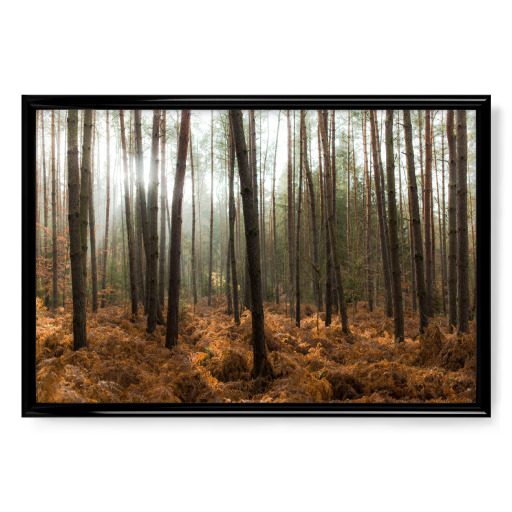 Der Wald und die Bäume Der Wald und die Bäume