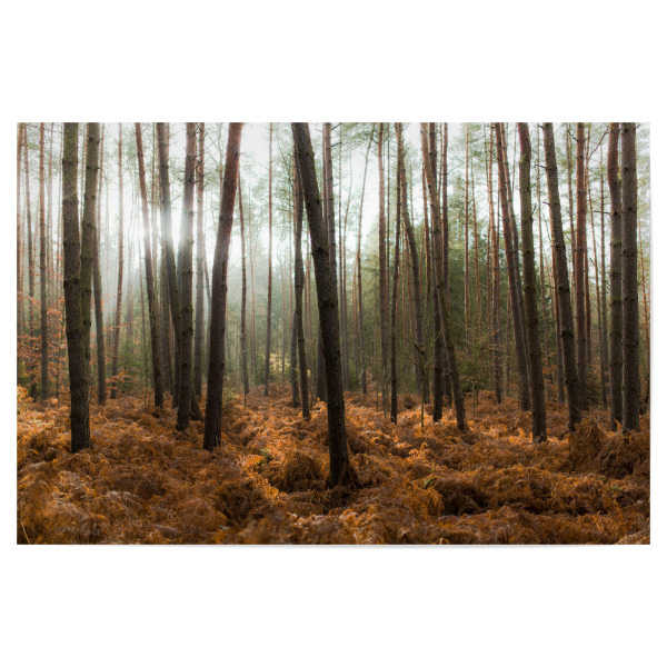 Poster 30x20 cm "Der Wald und die Bäume" artboxONE - Natur - Bäume,Licht,Sonne,Natur,Landschaft,Trees,Light,Nature,Wald,Forest
