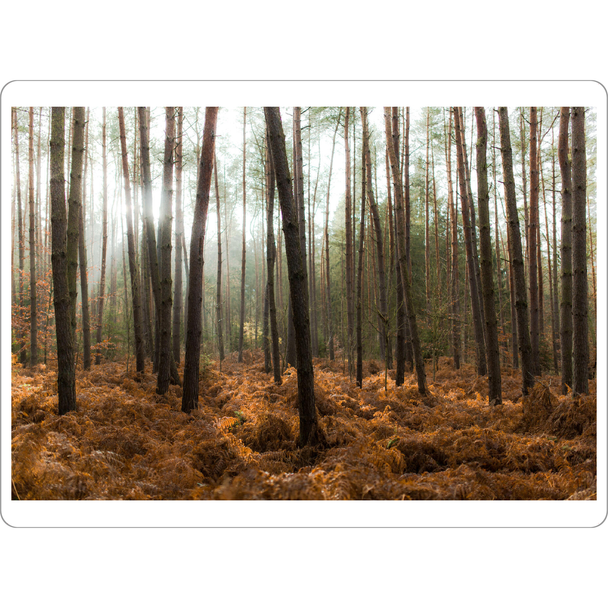 Tischset "Der Wald und die Bäume" artboxONE - Natur - Bäume,Licht,Sonne,Natur,Landschaft,Trees,Light,Nature,Wald,Forest - Bild bäume