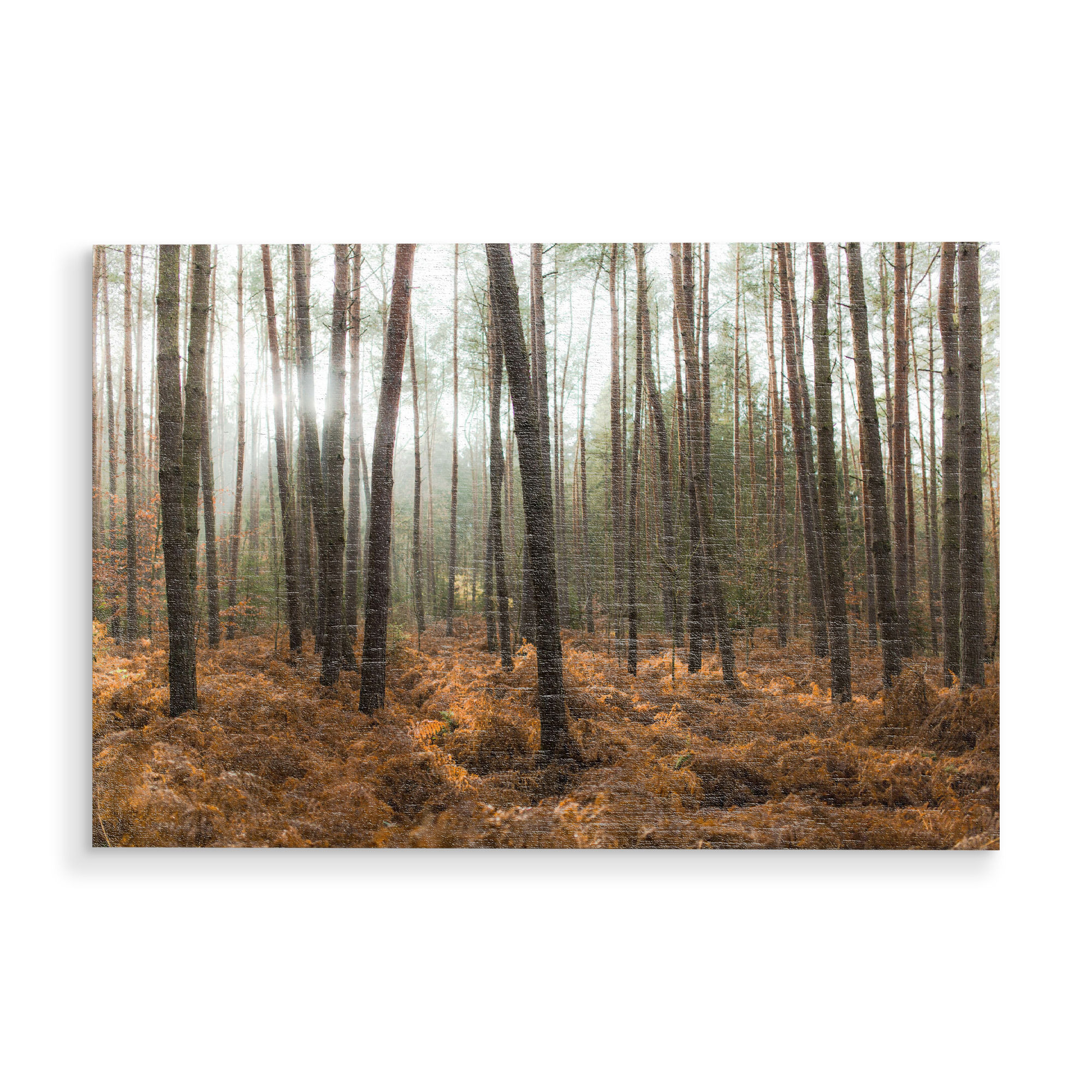 Holzbild "Der Wald und die Bäume" artboxONE - Natur - Bäume,Licht,Sonne,Natur,Landschaft,Trees,Light,Nature,Wald,Forest