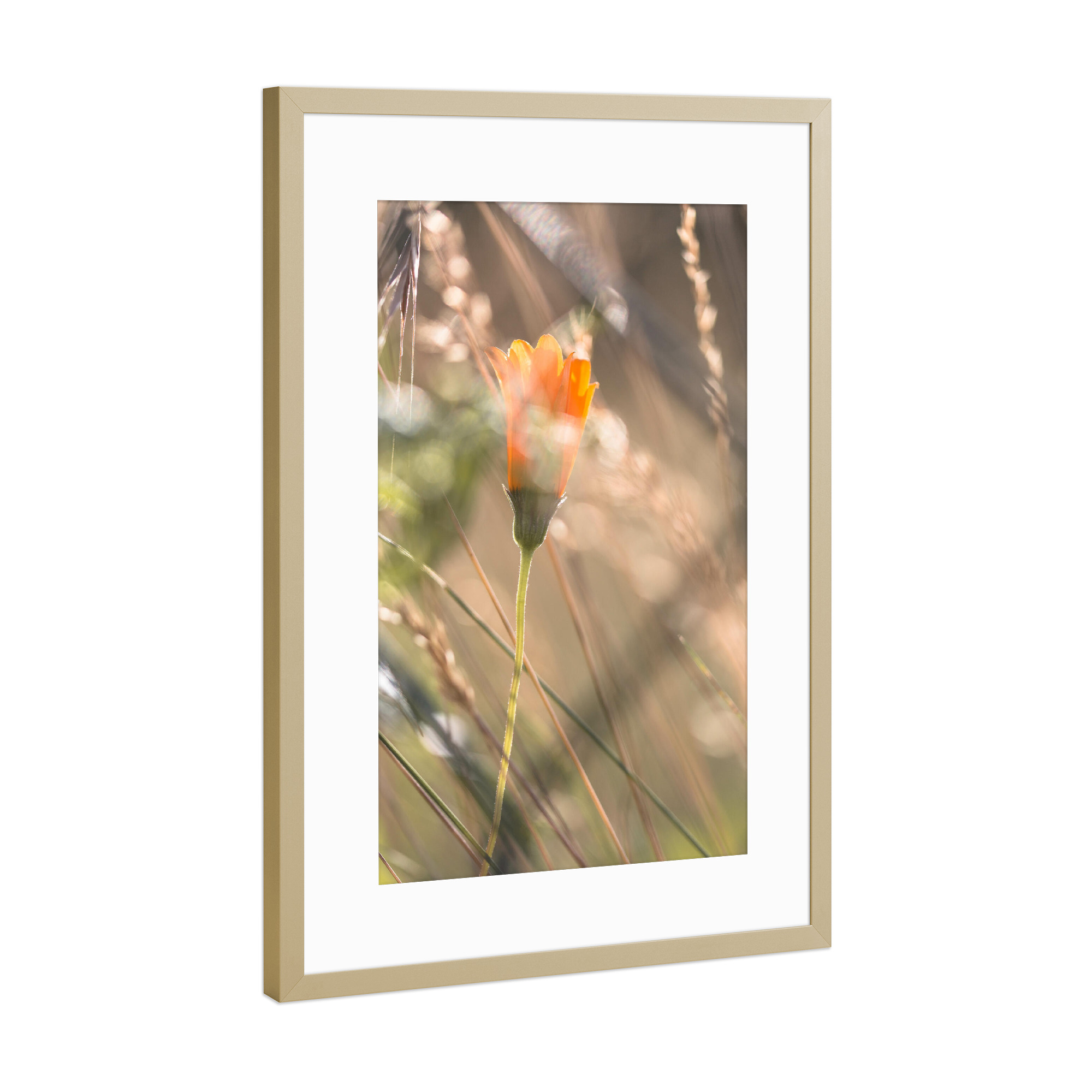 Poster mit Rahmen Gold "Verborgen" artboxONE - Natur,Floral