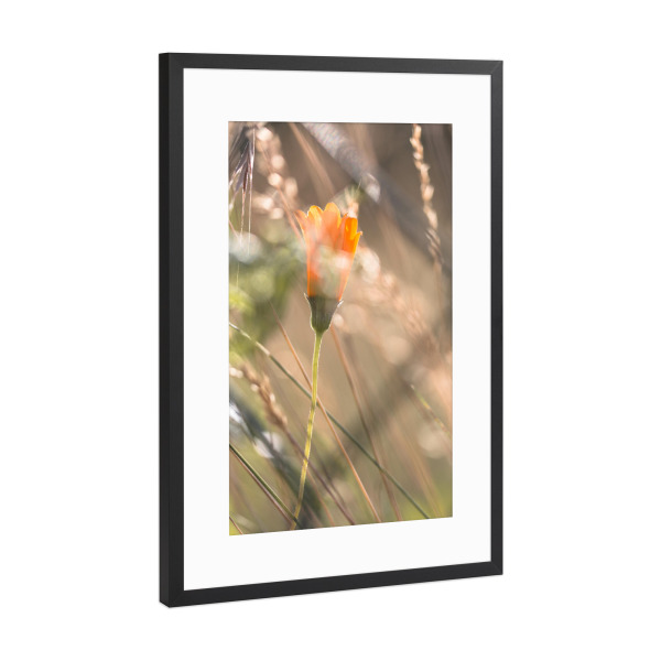 Poster mit Rahmen Schwarz (Metallic) "Verborgen" artboxONE - Natur,Floral