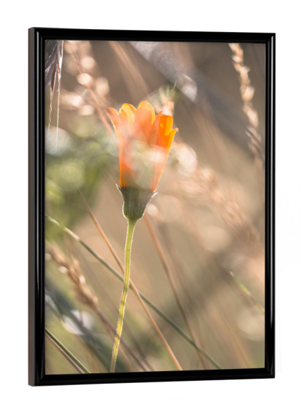 Poster mit schwarzem Rahmen "Verborgen" artboxONE - Natur,Floral