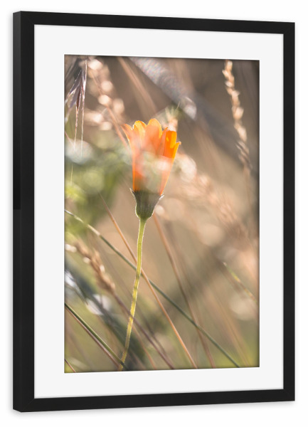 Poster mit Rahmen schwarz "Verborgen" artboxONE - Natur,Floral