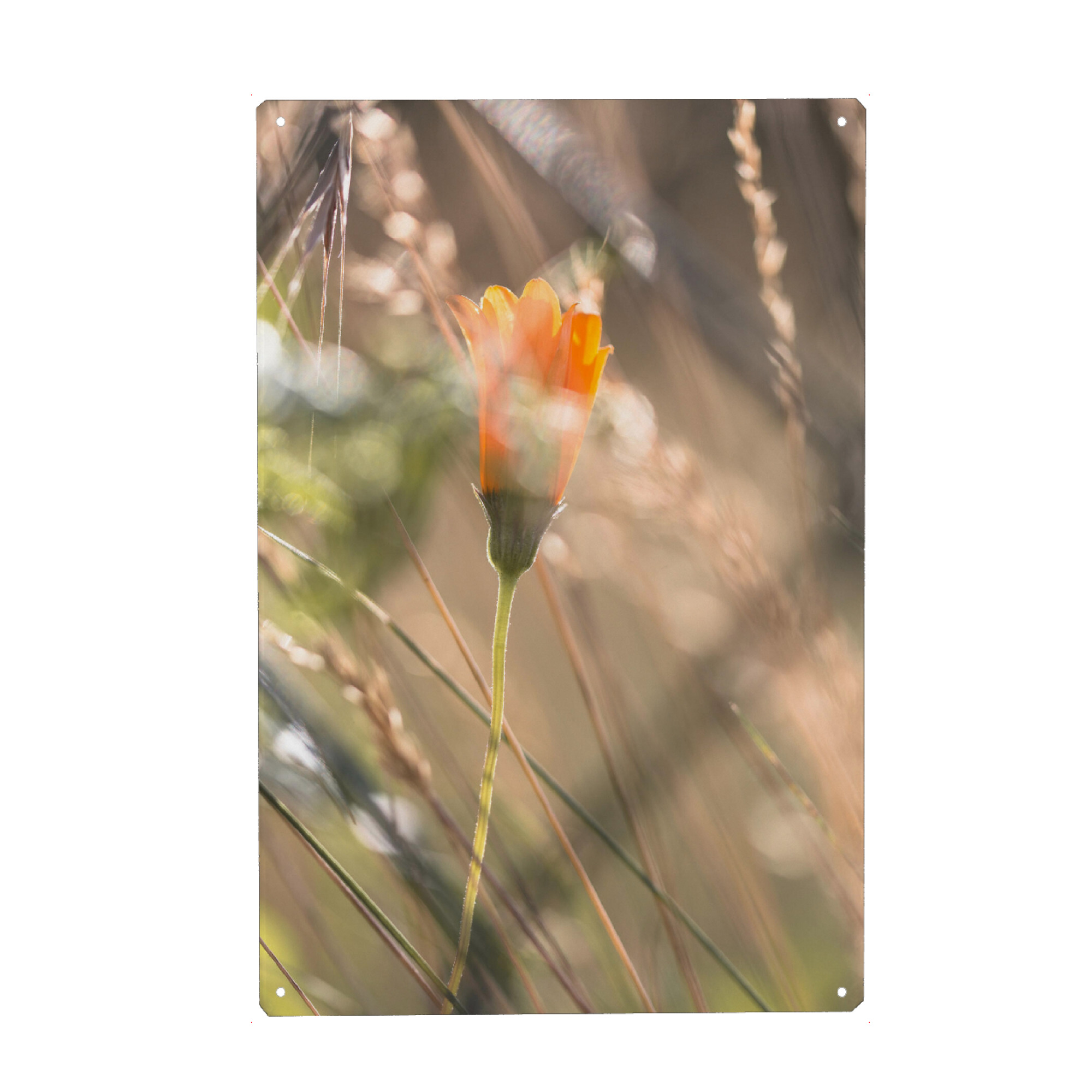 Metall Poster "Verborgen" artboxONE - Natur,Floral