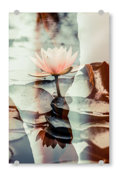 Acrylglasbild "Lotus Blossom by Tas" artboxONE - Natur,Floral - Lotus,Vintage,Flowers,Floral,Spring,Springtime,Frühling,Blumen