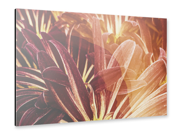 Alu-Dibond "Bloming garden I by Tas" 30x20 cm artboxONE