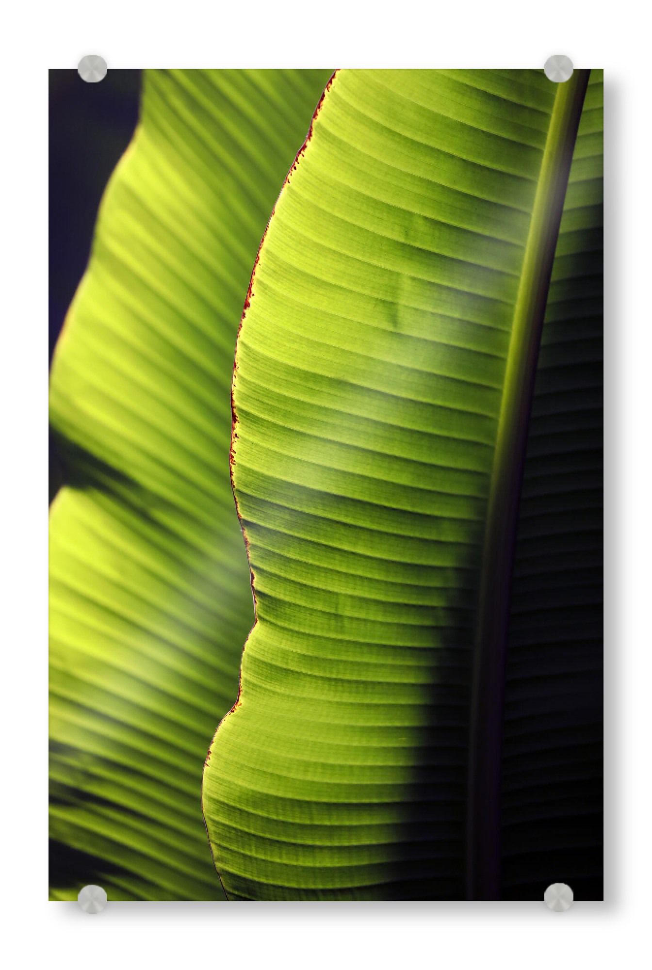 Acrylglasbild "Bananen Blatt Detail" artboxONE - Natur,Floral,Abstrakt