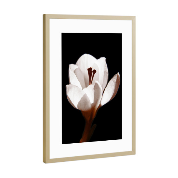 Poster mit Rahmen Gold "Florale Nostalgie schwarz & weiß" artboxONE - Natur,Floral,Abstrakt,Für Mama