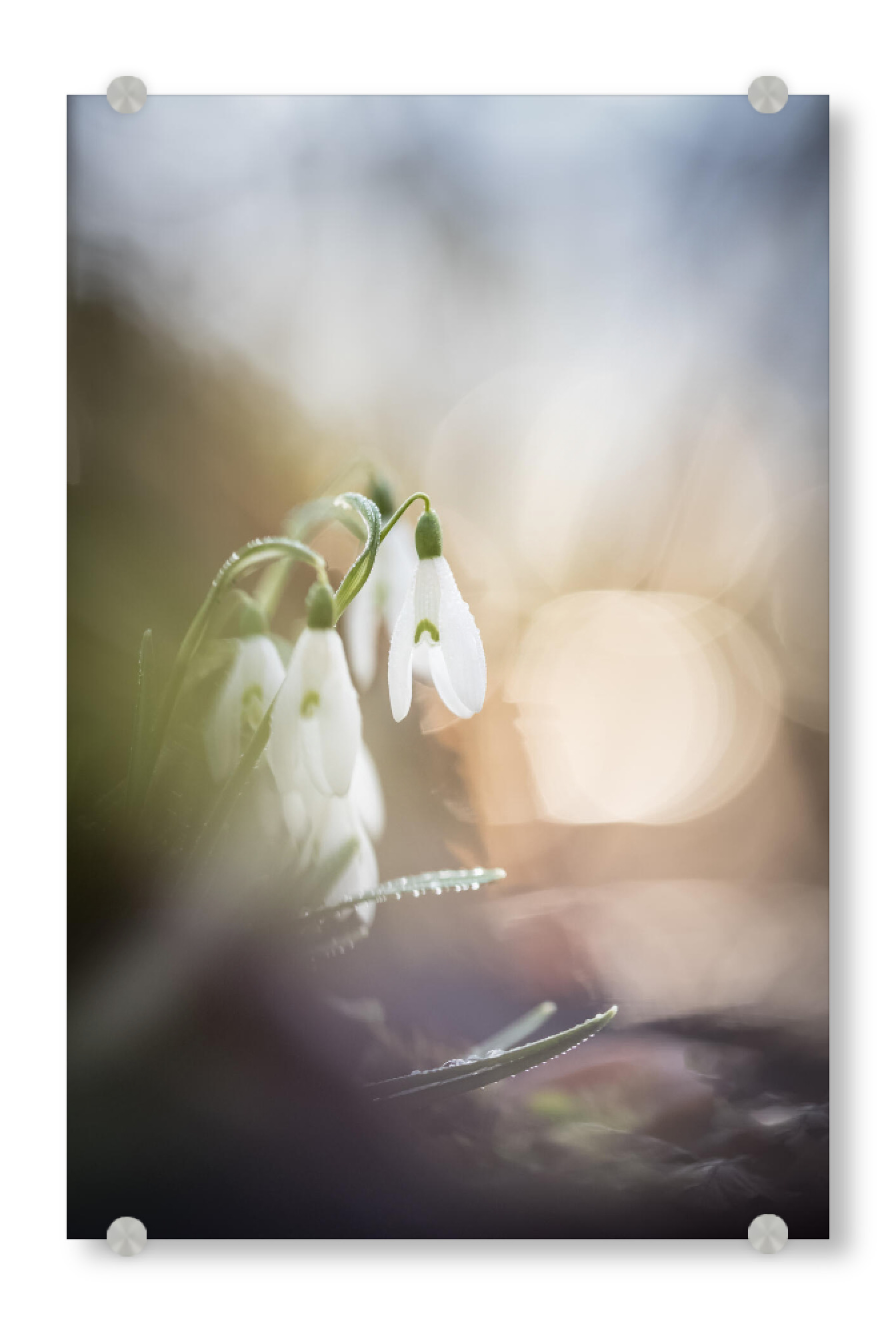 Acrylglasbild "Snowdrops" artboxONE - Natur,Floral