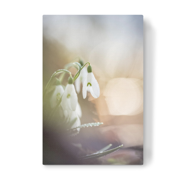 Leinwandbild "Snowdrops" artboxONE - Natur,Floral