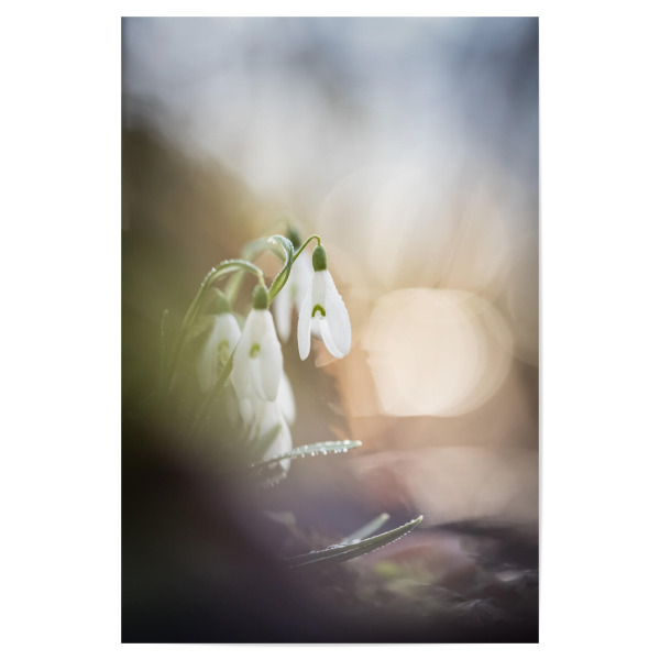 Poster "Snowdrops" artboxONE - Natur,Floral